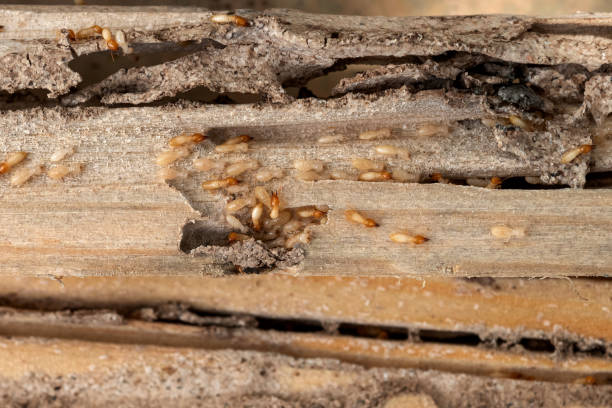 Best Pest Removal Services  in Bokeelia, FL